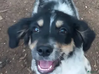 Kruising honden te koop: Benny zoekt een lief baasje - Advertentie 3