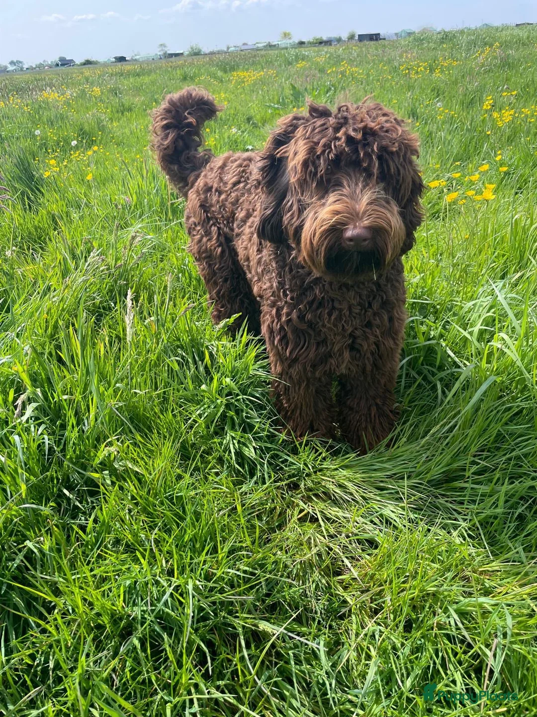 Labradoodle honden te koop: Multigen medium chocolade labradoodle pups - Advertentie 13