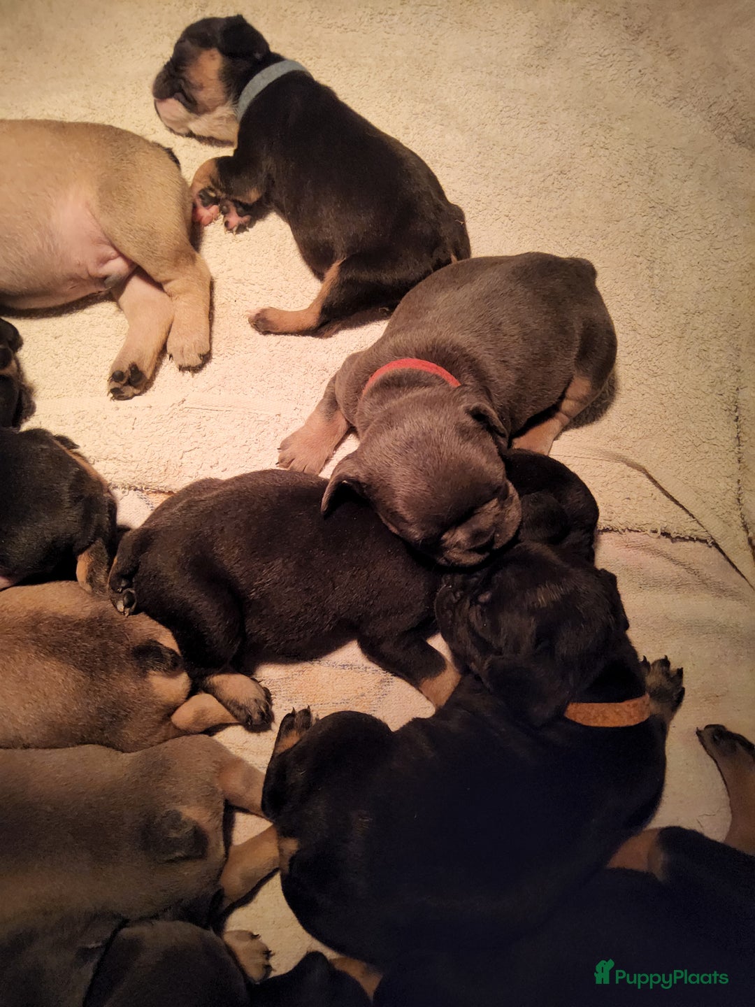 Franse Bulldog honden te koop: Fr bulldog puppy's uit geteste ouders - Advertentie 34