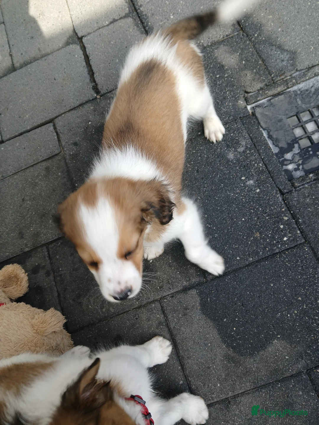 Kooikerhondje honden te koop: Wij hebben nog 3 ras zuivere kooiker reutjes  - Advertentie 2