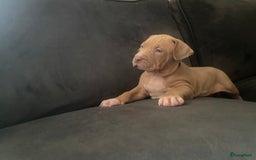 Amerikaanse Bully honden te koop: American Bully XL pups met ABKC stamboom - Afbeelding 6