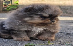 Pomeriaan honden te koop: Te koop prachtige pomeriaan pups in Veenendaal - Afbeelding 4