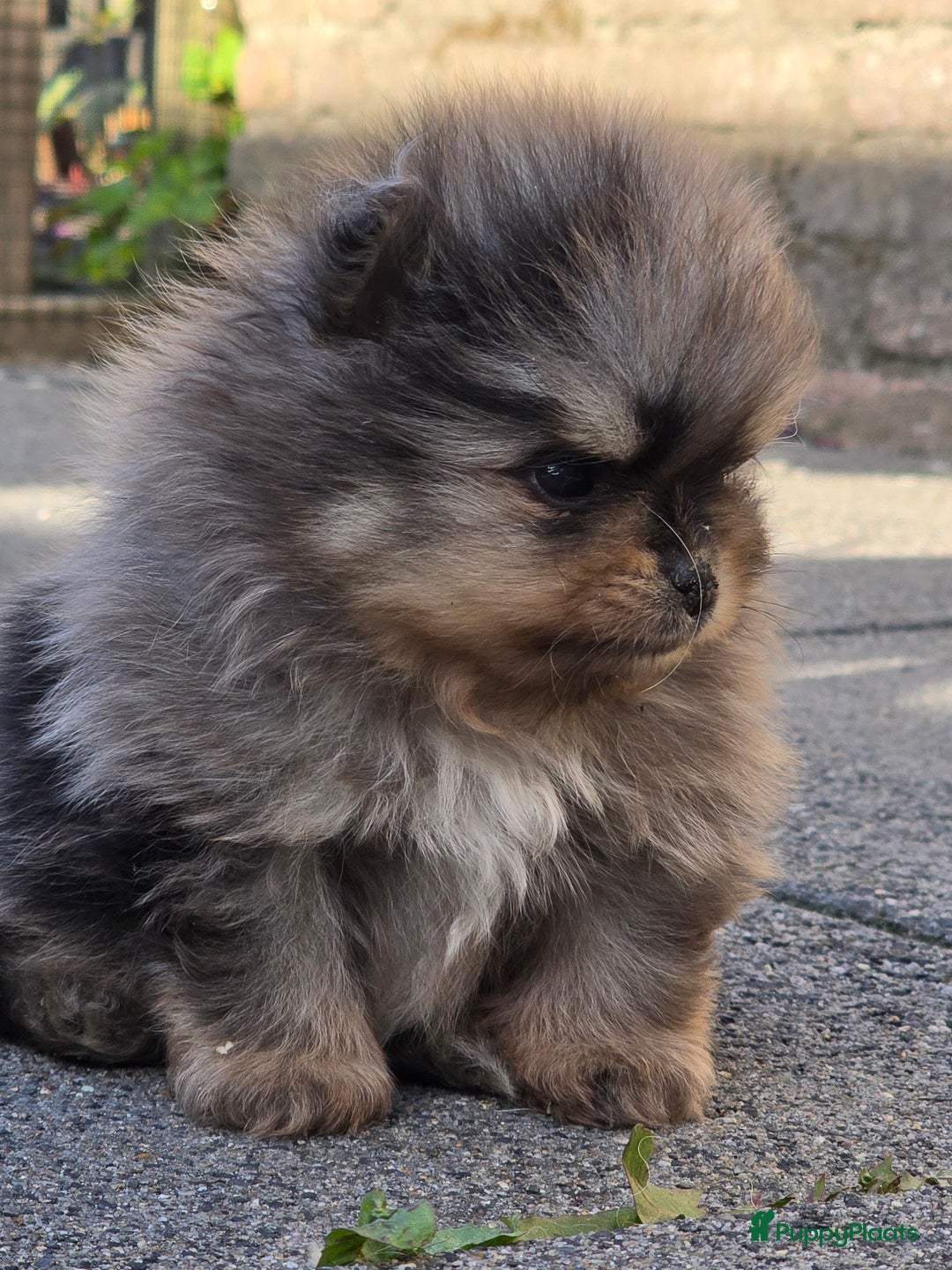 Pomeriaan honden te koop: Te koop prachtige pomeriaan pups in Veenendaal - Afbeelding 4