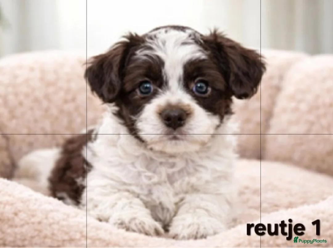 Boomer honden te koop: Prachtige CHOCO ! en CHOCO BONT ! boomer pups. - Advertentie 2