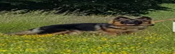 Duitse Herder honden te koop: Langstokharige Duitse Herder puppies zw.en zw/br  - Advertentie 26
