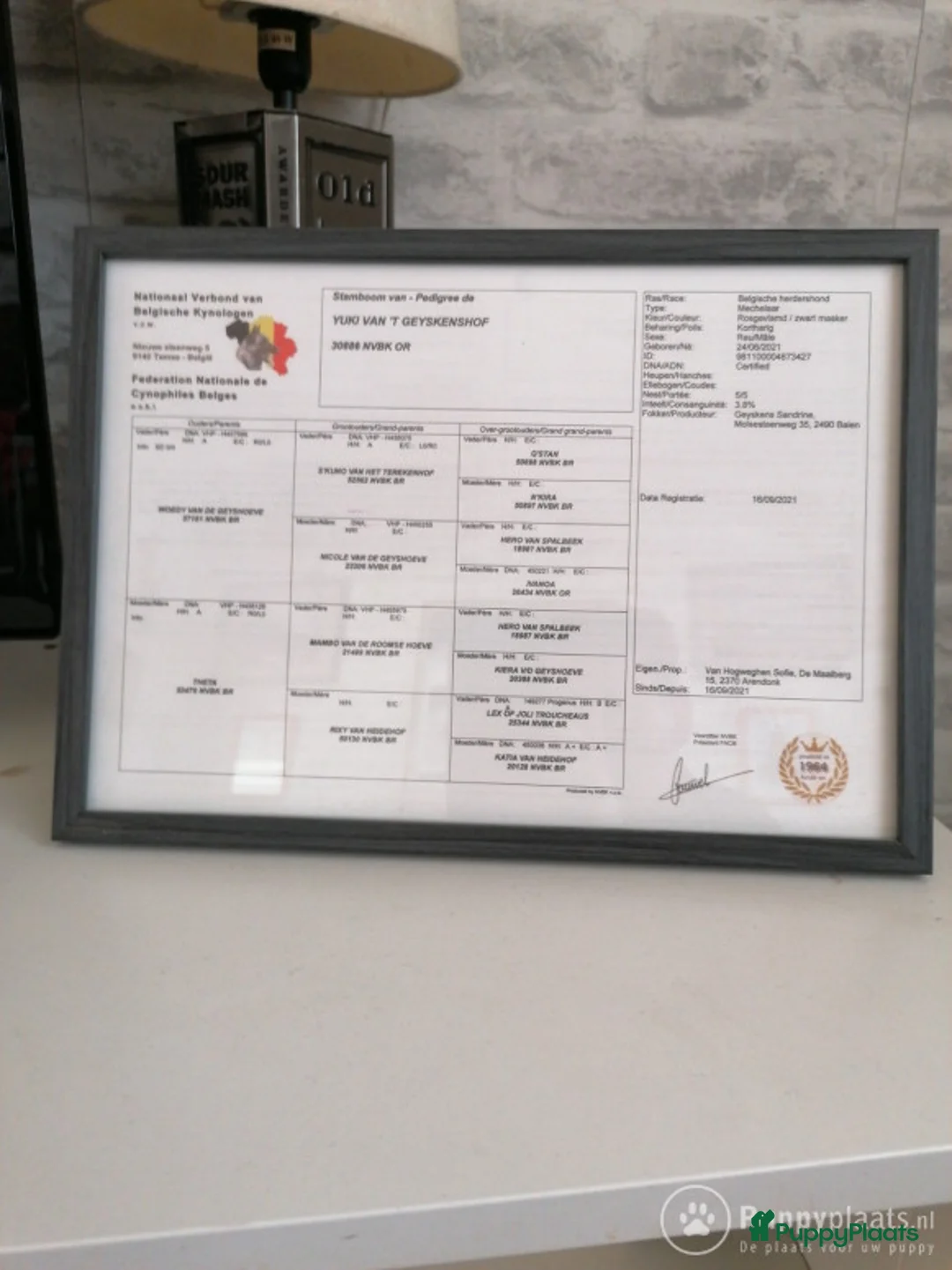 Mechelse Herder honden ter dekking: Mechelse herder dekreu in Eindhoven - Advertentie 4