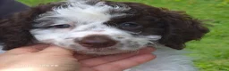 Lagotto Romagnolo honden te koop: Italiaanse waterpuppy's - Advertentie 2