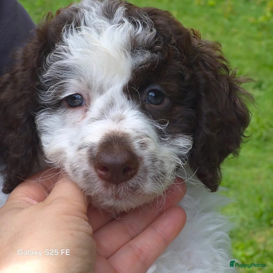 Lagotto Romagnolo honden te koop: Italiaanse waterpuppy's - Advertentie 2