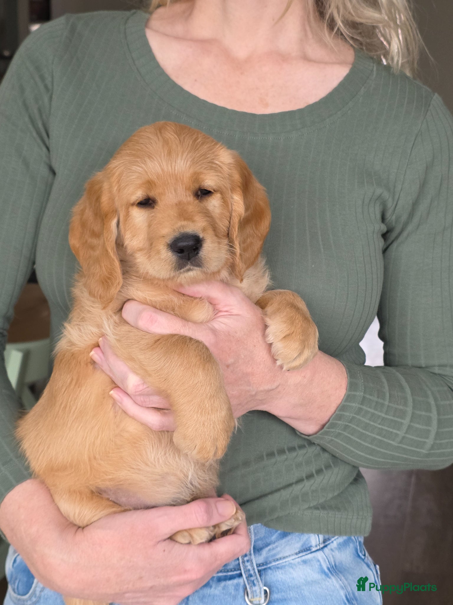 Labradoodle honden Prachtige  medium abricot labradoodles - Advertentie 1