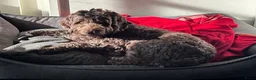 Australian Labradoodle honden te koop: Labradoodle pups - Advertentie 8