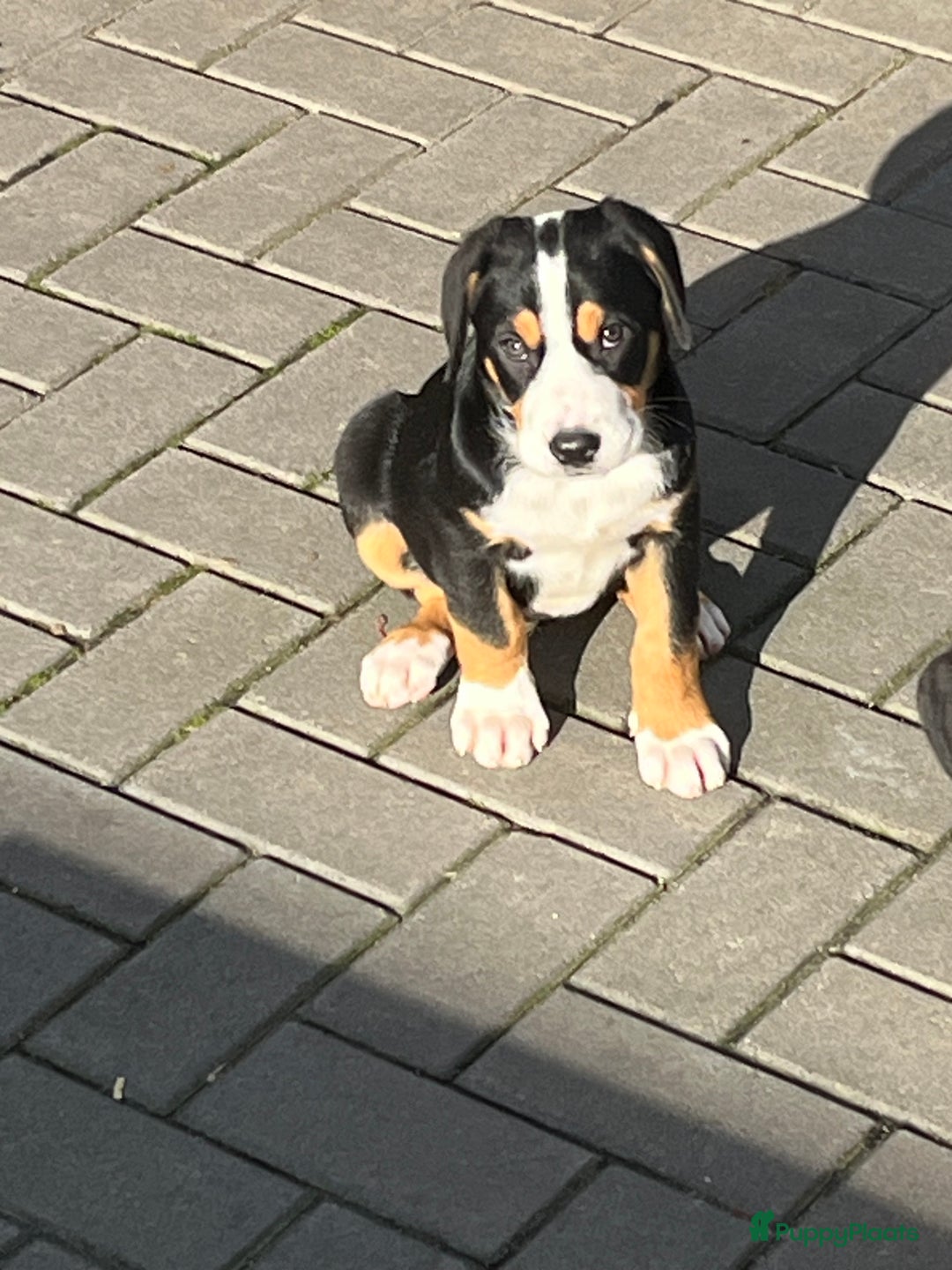 Grote Zwitserse Sennenhond honden te koop: Prachtige Zwitserse sennenhondpups  - Advertentie 2