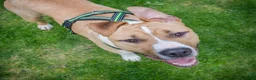 American Staffordshire Terriër honden te koop: Kay - 9 maanden American Staffordshire Terrier FCI - Advertentie 7