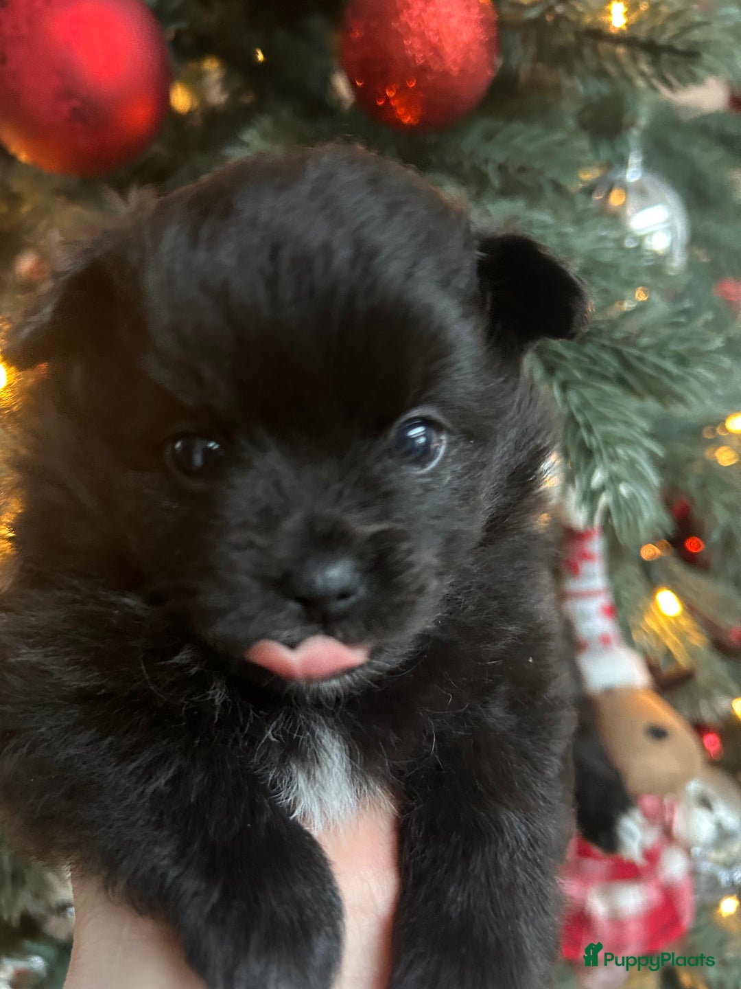 Pomchi honden te koop: Pomchi reutje - Advertentie 37