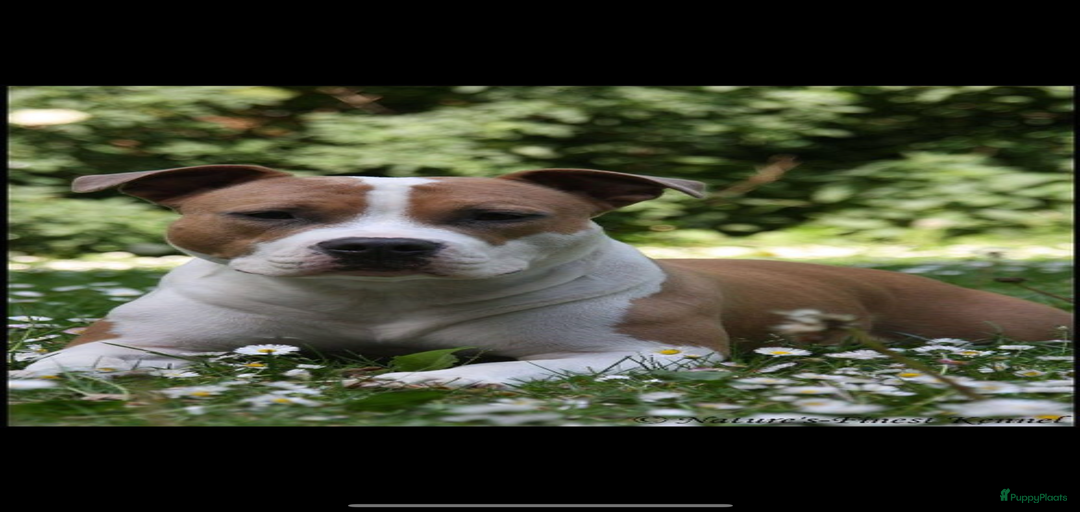 Galerij afbeelding {{count}}