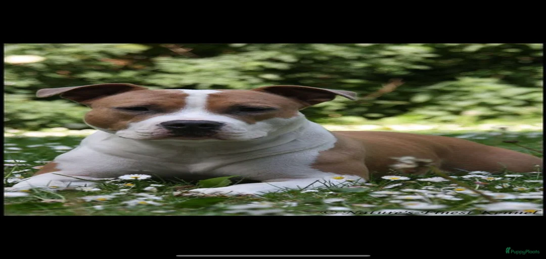 Galerij afbeelding {{count}}