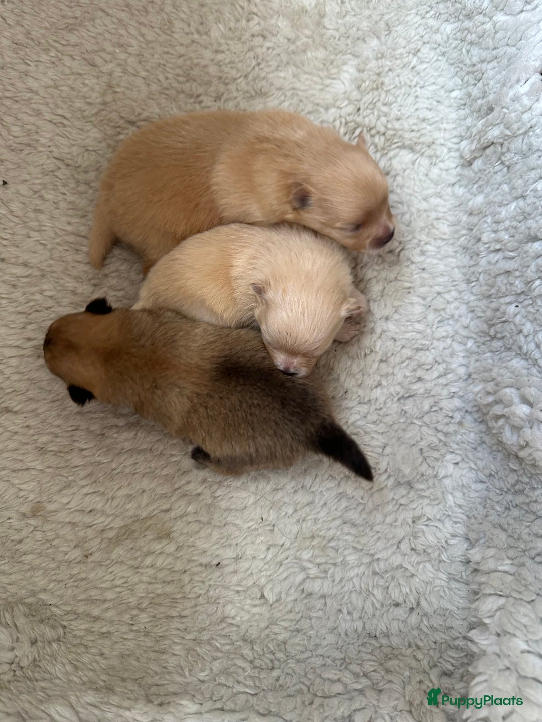 Pomeriaan honden te koop: Pomeriaan puppy’s  - Advertentie 11