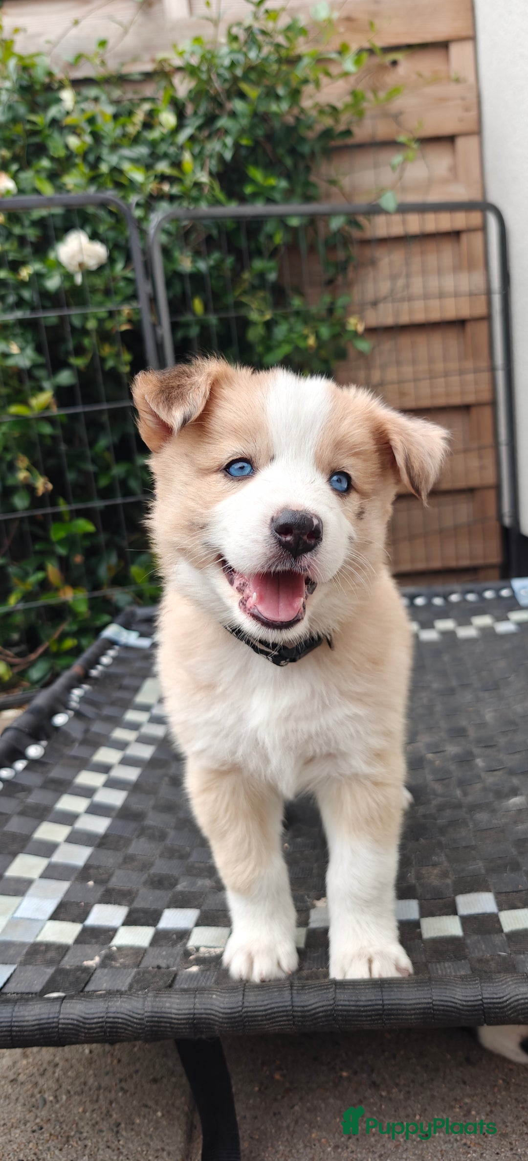Kruising honden te koop: Borsky pup, Husky x Border Collie - Afbeelding 12