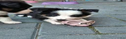 Border Collie honden te koop: Border collie pups - Advertentie 22