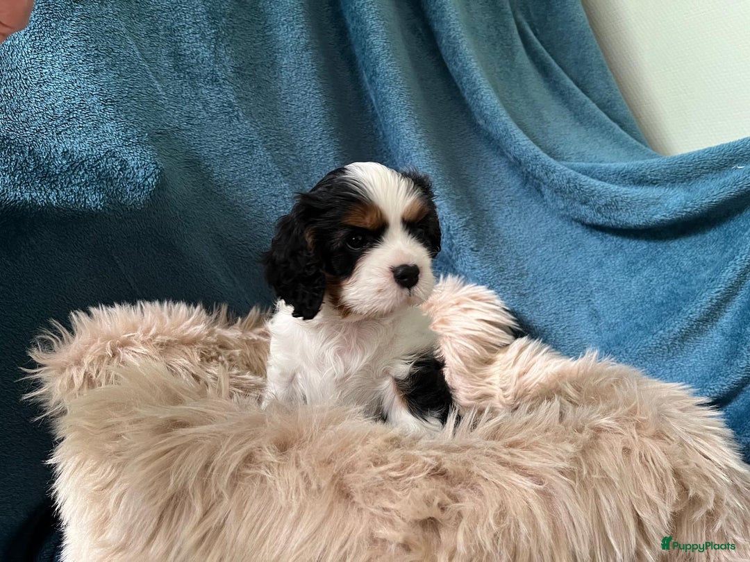 Cavalier King Charles Spaniel honden te koop: Cavalier King Charles Spaniel in Makkinga - Afbeelding 19