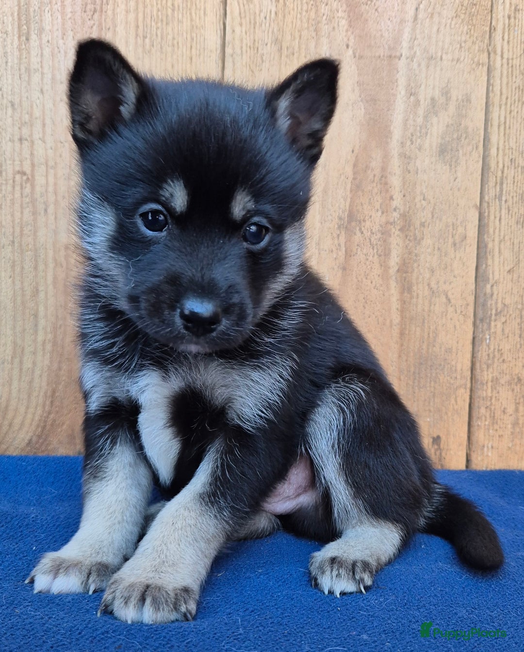 Kruising honden te koop: Pomsky x Shiba inu pups - Advertentie 7