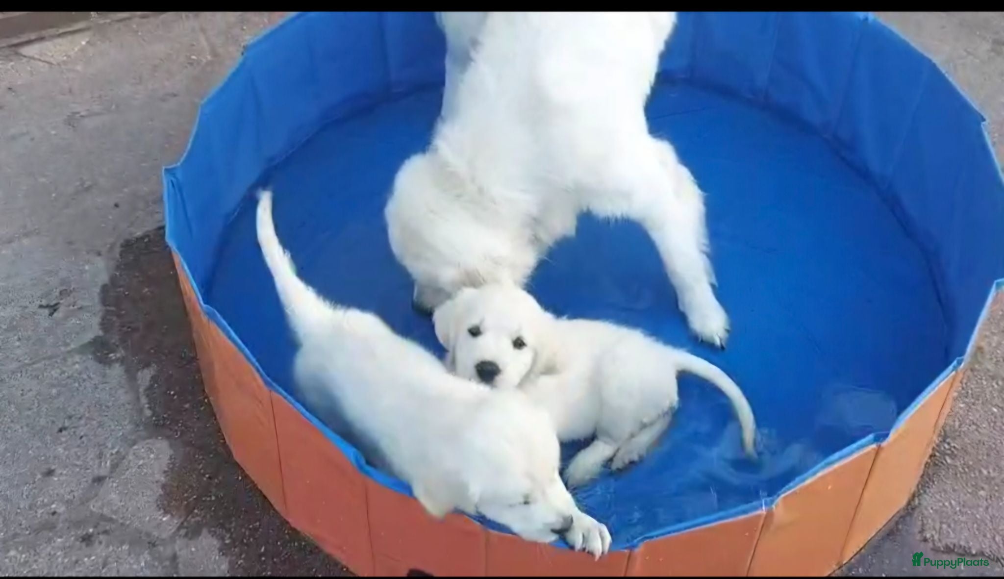 Golden Retriever honden Prachtige Golden Retriever pups met stamboom - Advertentie 2