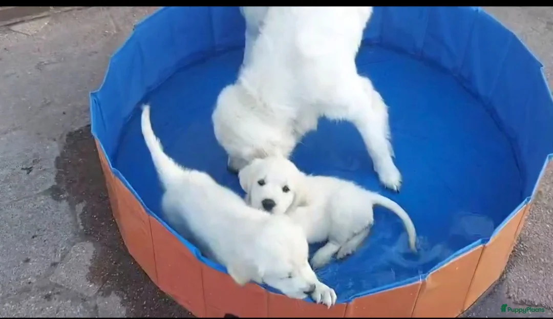 Golden Retriever honden te koop: Prachtige Golden Retriever pups met stamboom - Advertentie 2