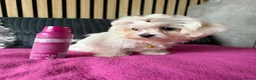 Maltezer honden te koop: Prachtig Maltezer teefje zoekt haar gouden mandje - Advertentie 6