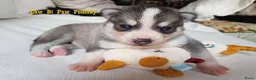 Pomsky honden te koop: Pomsky puppy’s F4+, 100% Amerikaanse bloedlijn - Advertentie 7