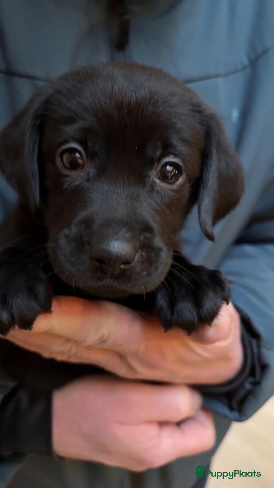 Labrador Retriever honden Labrador pups - Advertentie 1