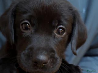 Labrador Retriever honden Labrador pups - Advertentie 1