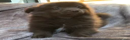 Pomchi honden te koop: Pomchi pups te koop - Advertentie 3