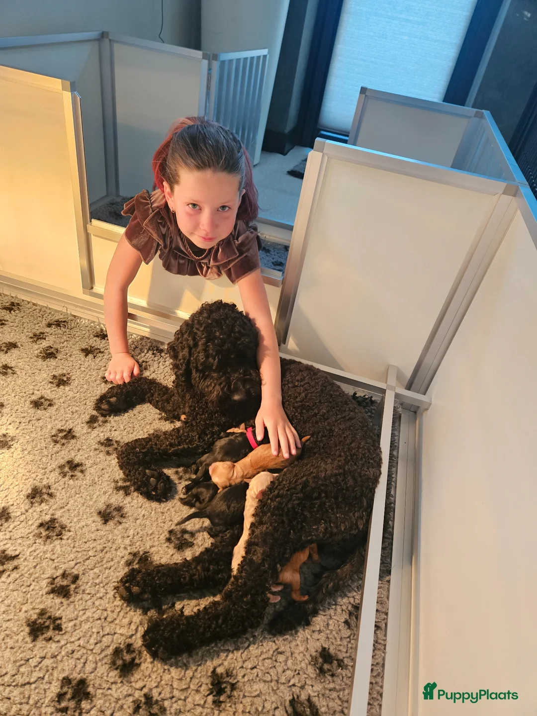 Australian Labradoodle honden te koop: Prachtige medium labradoodle pups - Advertentie 12