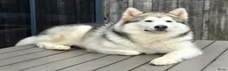 Kruising honden te koop: Alaskan Malamute mix  in Boxtel - Advertentie 5