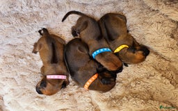 Rhodesian Ridgeback honden te koop: Rhodesian Ridgeback pups+stamboom 2reutjes 8weken  in Wierden - Afbeelding 24