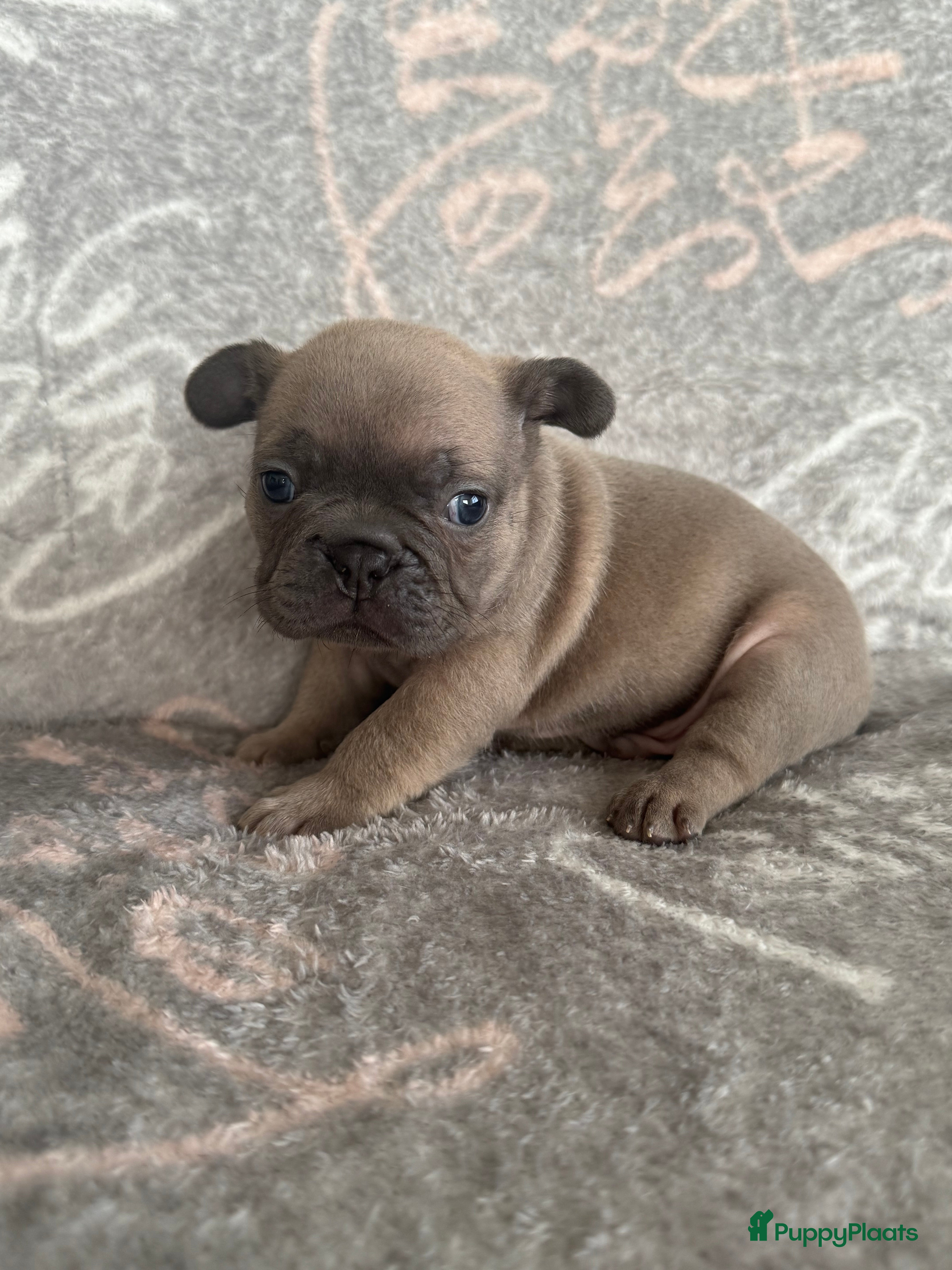 Franse Bulldog honden Franse bulldog pups , beide ouders aanwezig  - Advertentie 2