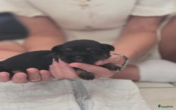 Boomer honden te koop: 4 prachtige boomerpups bes6 - Afbeelding 2