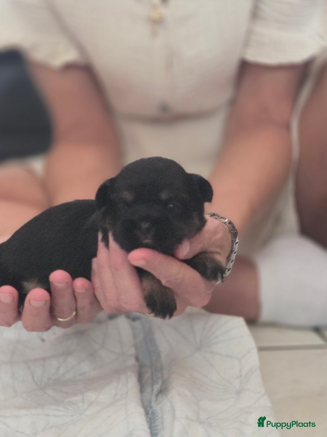 Boomer honden te koop: 4 prachtige boomerpups bes6 - Afbeelding 2