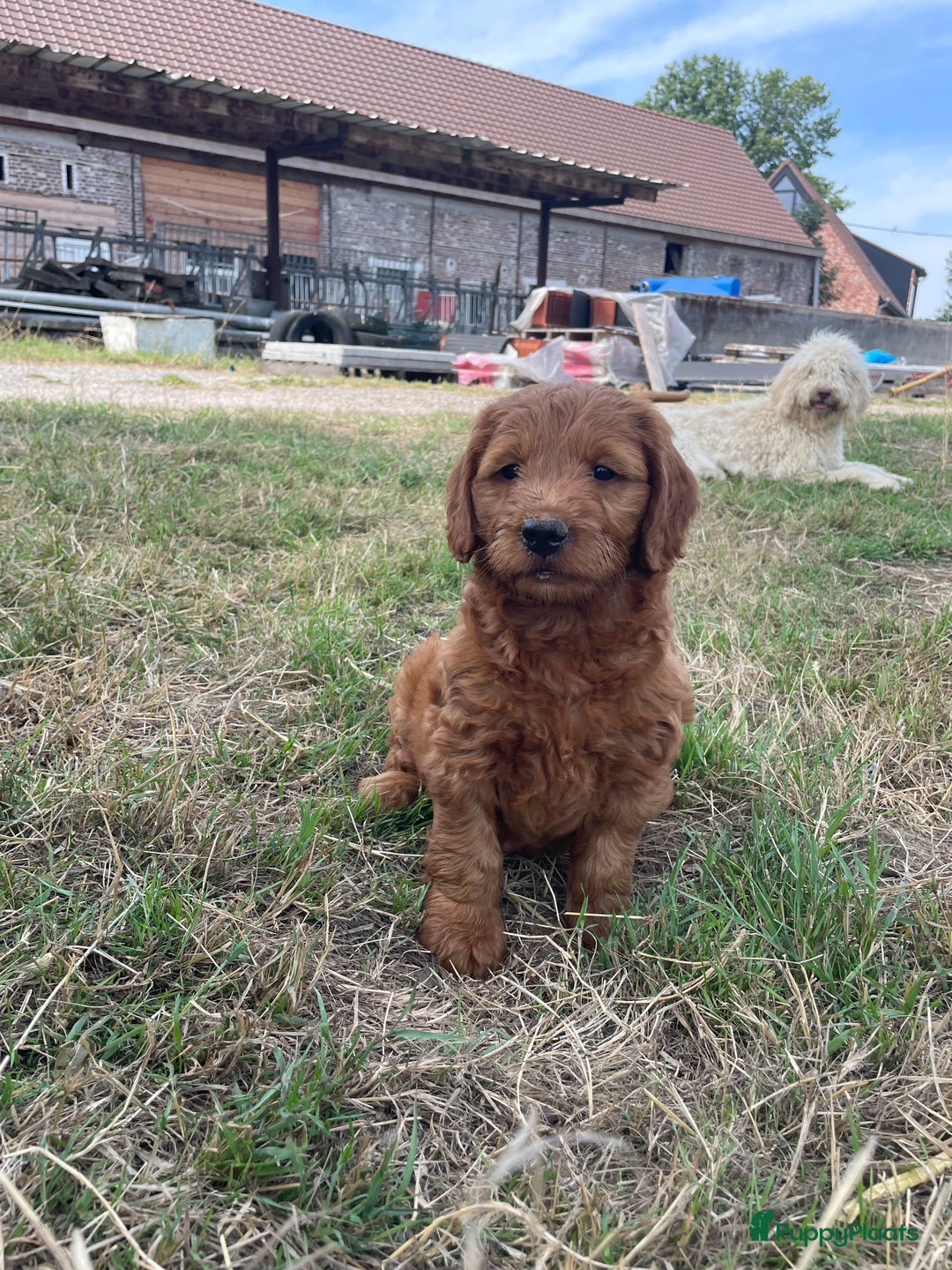 Goldendoodle honden te koop: Mooie goldendoodle pups! - Afbeelding 6