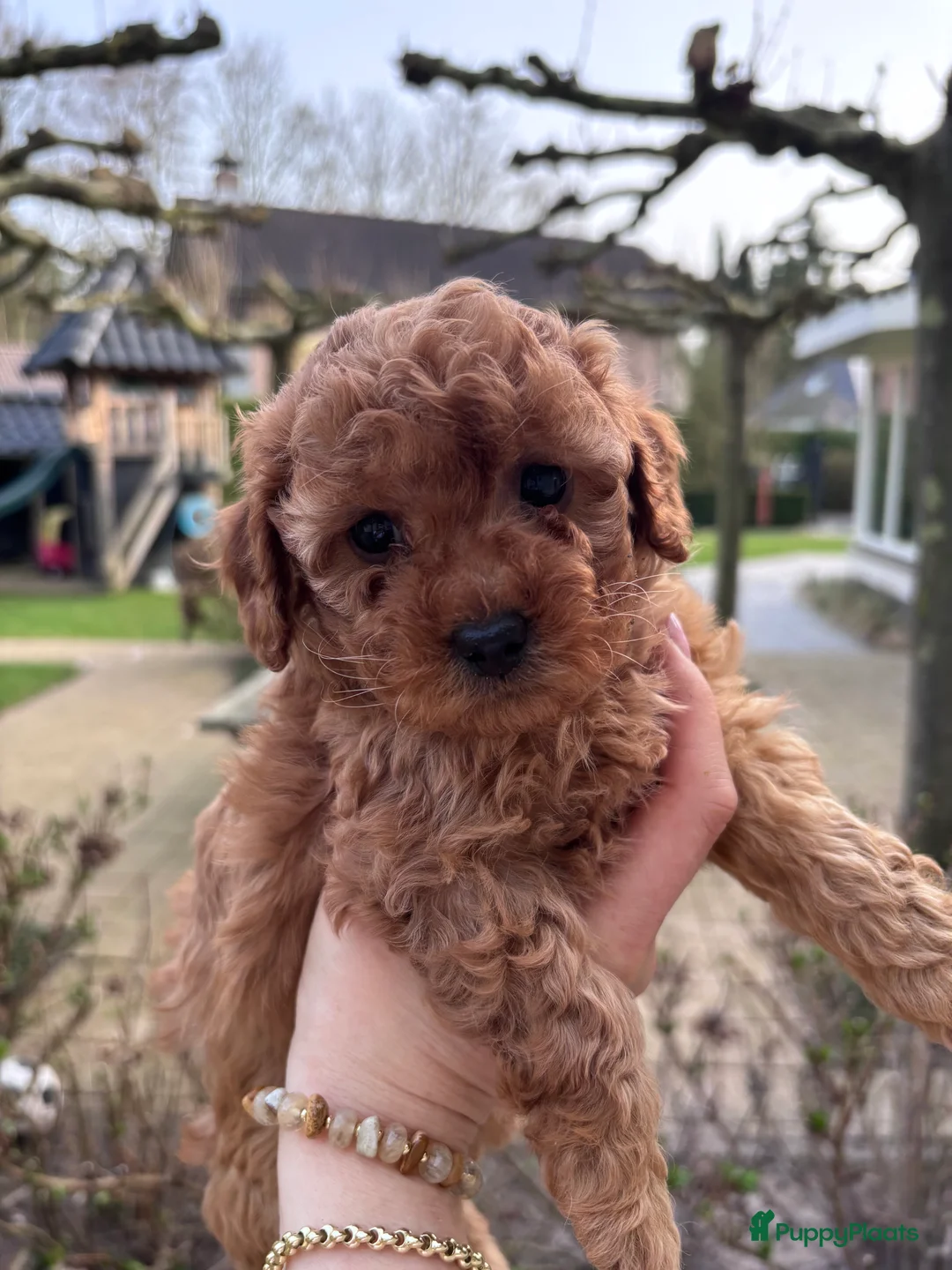 Poedel Toy honden te koop: Prachtig nestje toy poedel rood en abricot Poedels - Advertentie 2