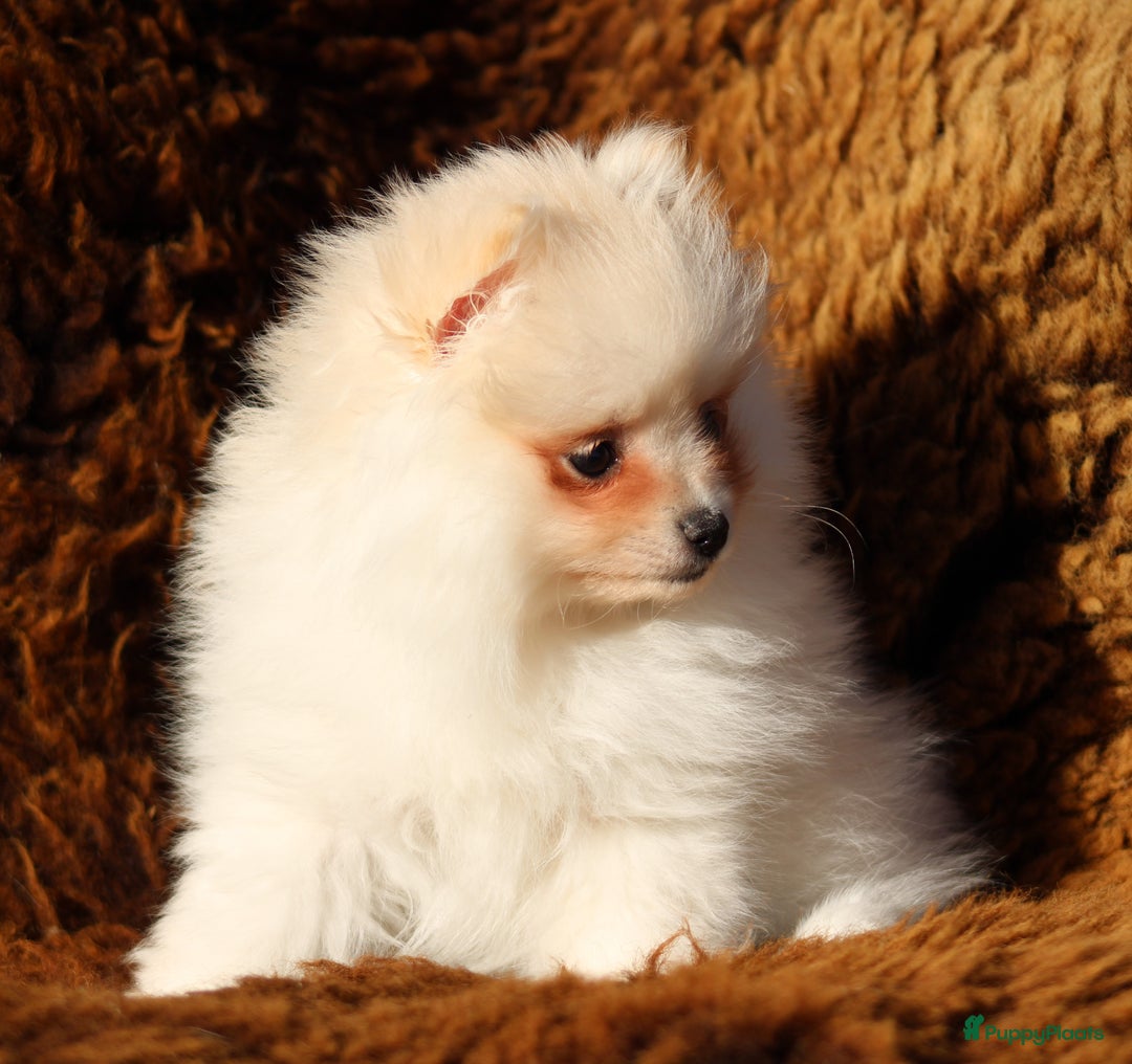 Pomeriaan honden te koop: Pomeriaan pup 100% raszuiver - Advertentie 7