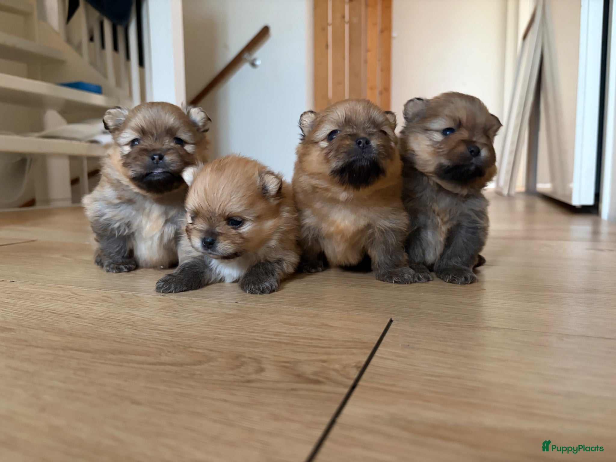 Pomeriaan honden Pomeriaan pups - Advertentie 1
