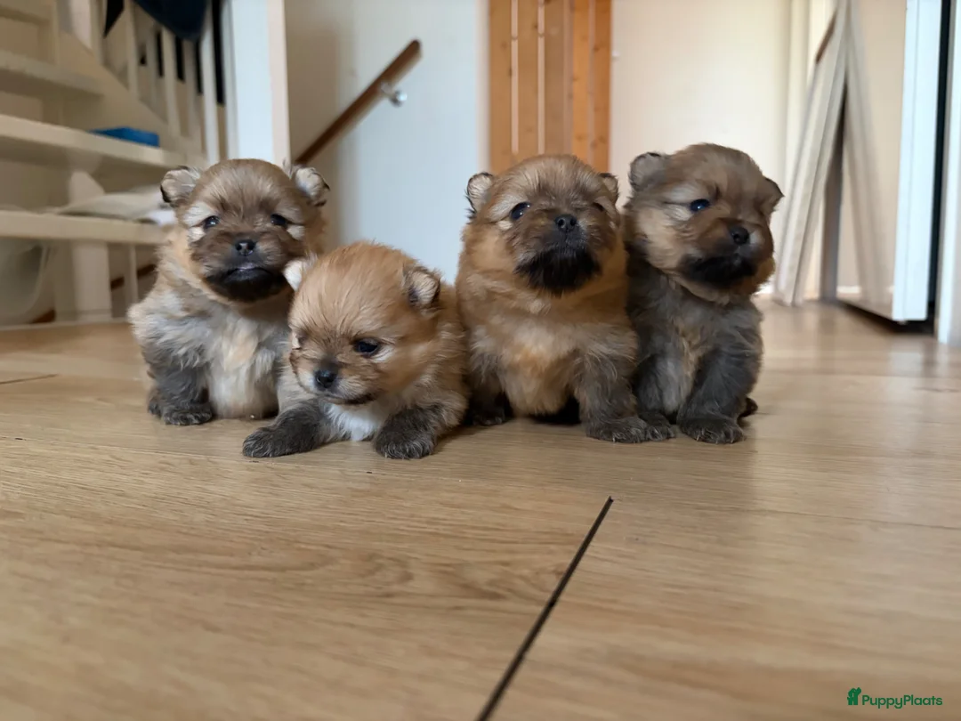 Pomeriaan honden te koop: Pomeriaan pups - Advertentie 1