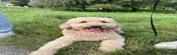 Goldendoodle honden te koop: Goldendoodle Pups verwacht 09/06 - Advertentie 6