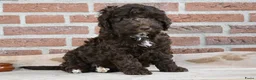 Australian Labradoodle honden te koop: Prachtige Chocolade bruine Labradoodle pup - Advertentie 5