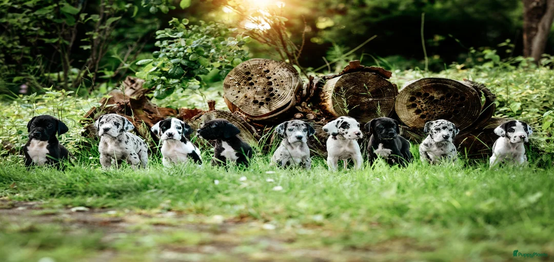 Galerij afbeelding {{count}}