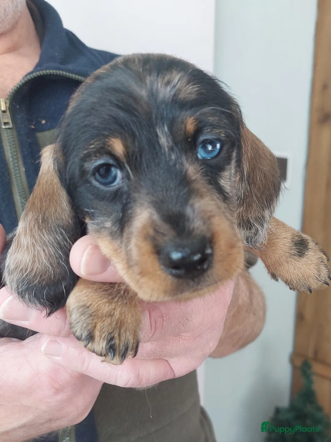 Ruwhaar Teckel honden te koop: 4 prachtige ruwhaar dwergteckels te koop, - Advertentie 5