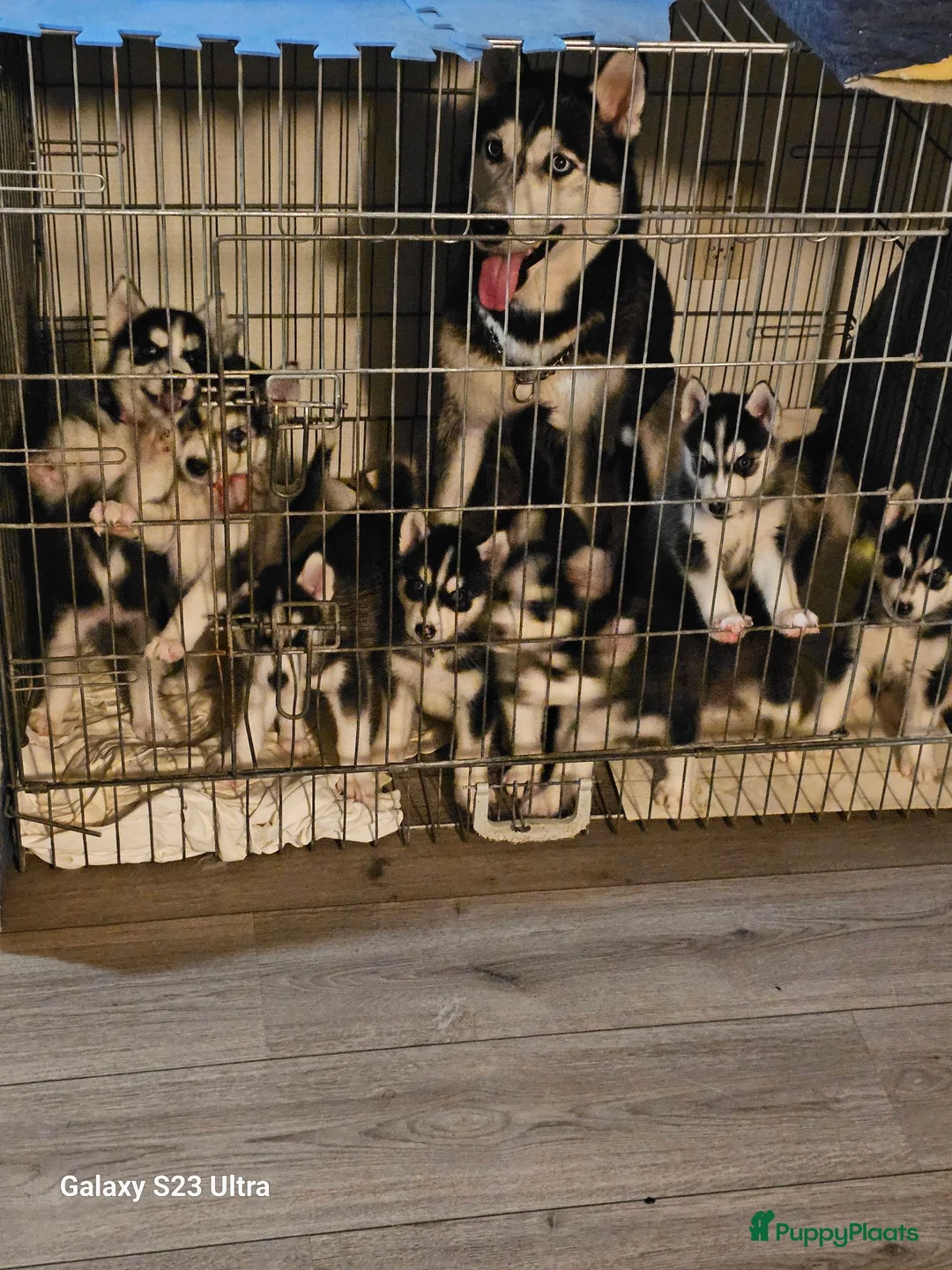 Galerij afbeelding {{count}}