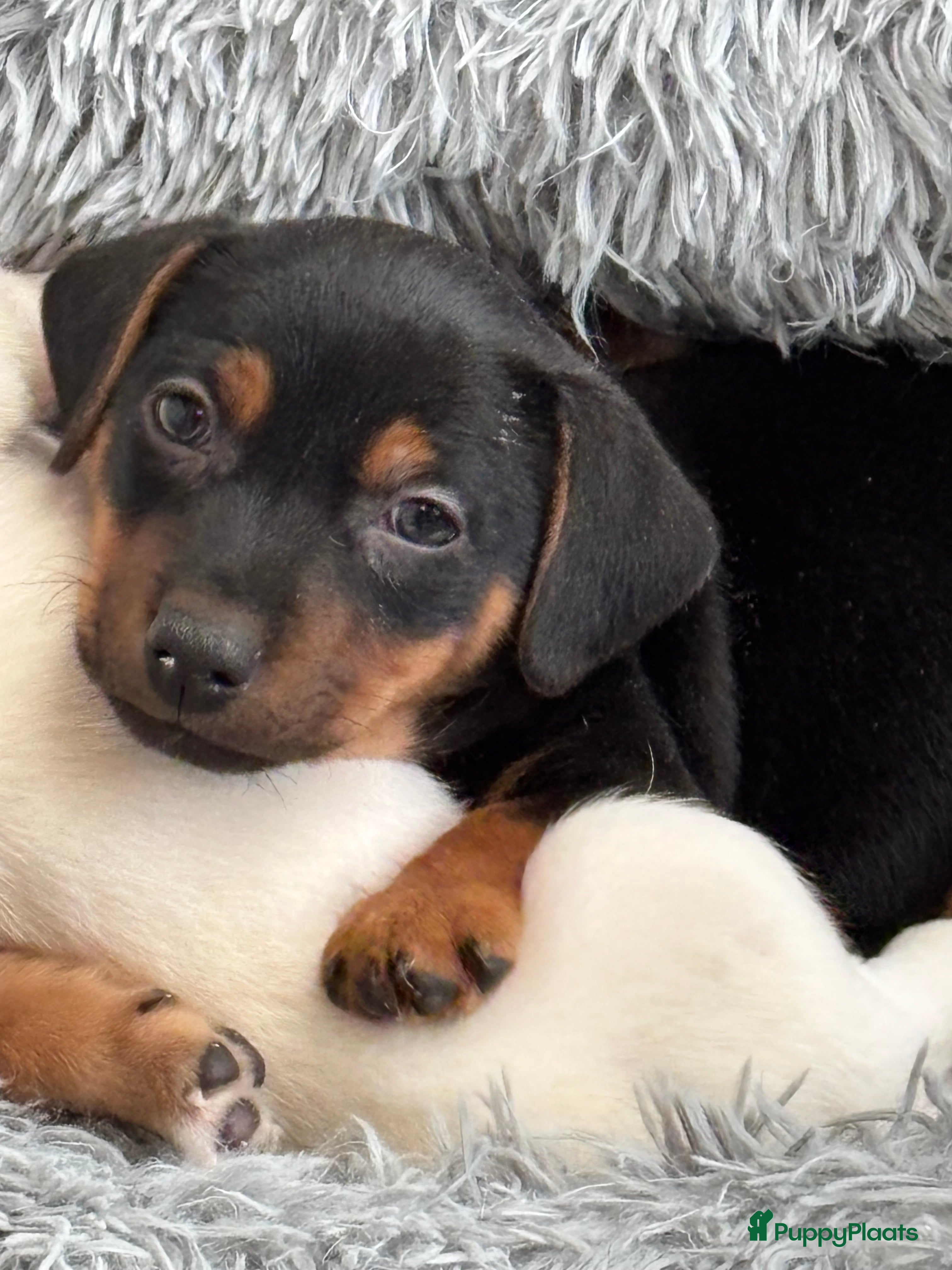 Jack Russel Terriër honden Jack Russell pups  - Advertentie 1