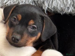 Jack Russel Terriër honden Jack Russell pups - Advertentie 1