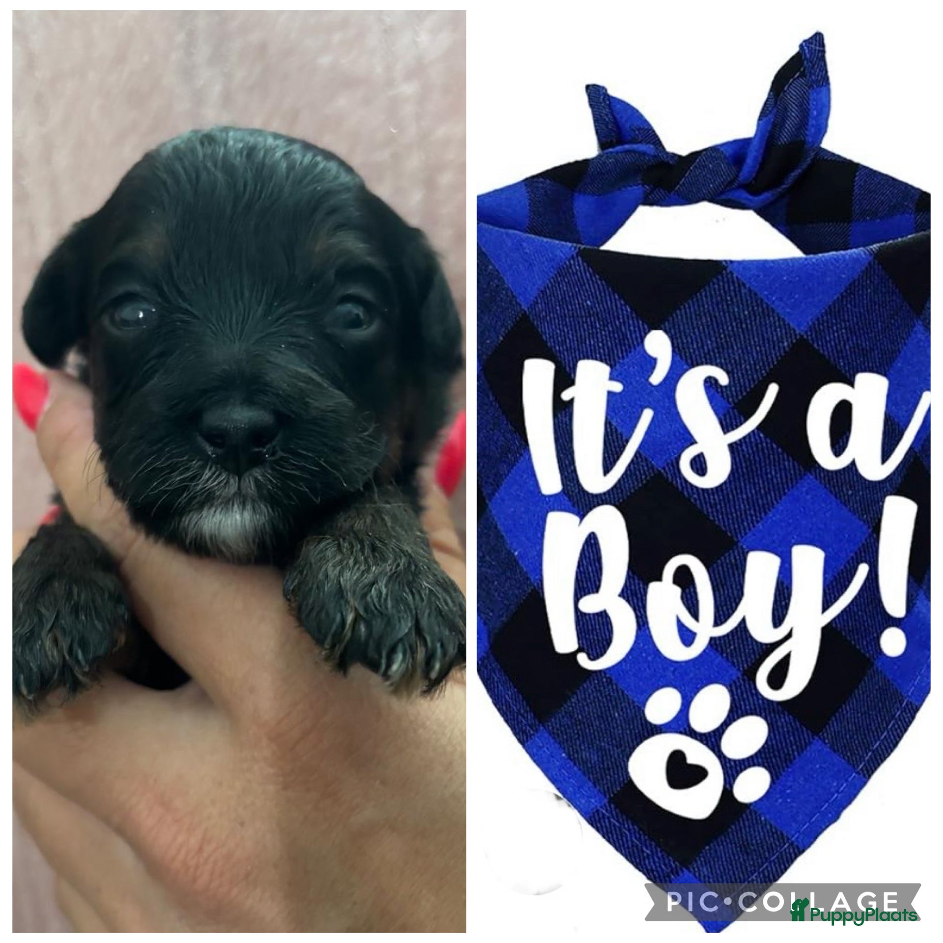 Kruising honden Super knappe boompoo pups  - Advertentie 5